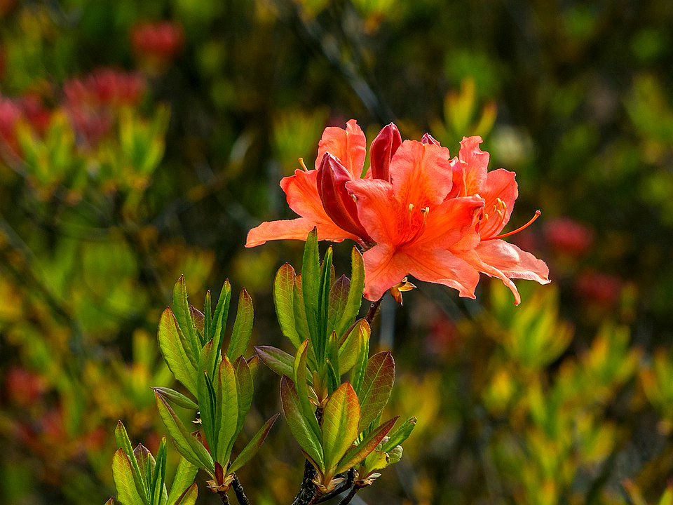 Hoa đỗ quyên (Azaleas)