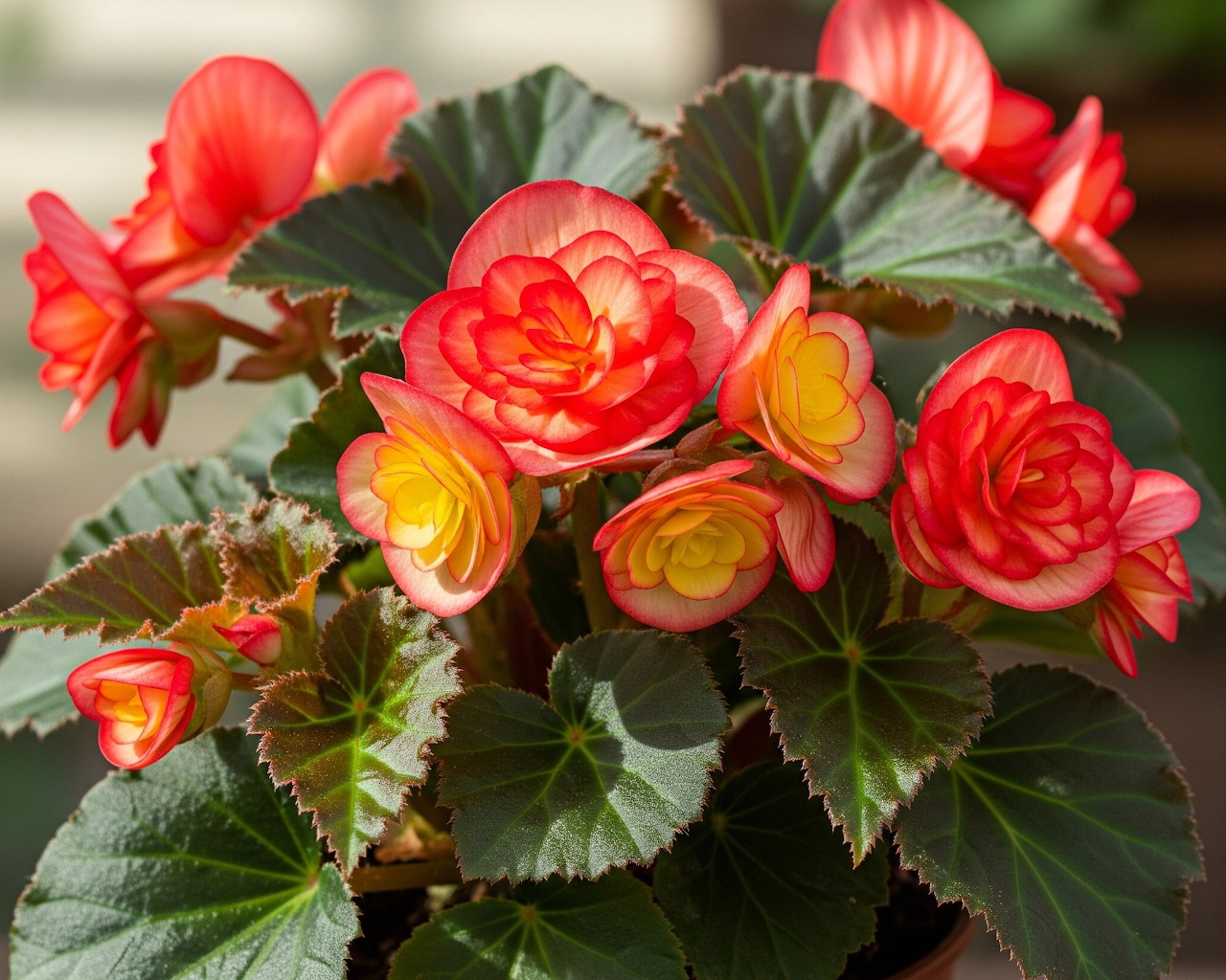 Thu Hải Đường (Begonia)