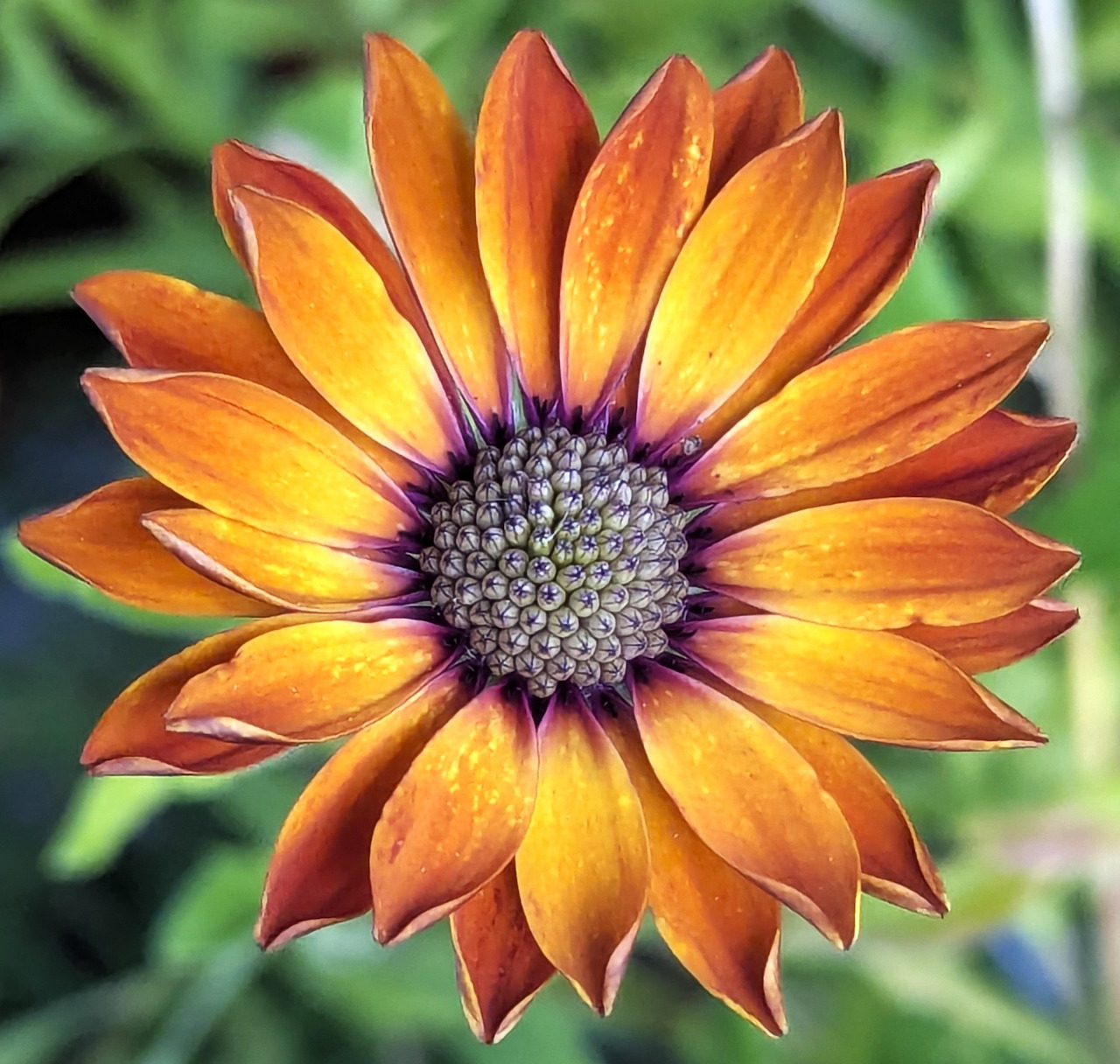 Hoa màu cam, báo hiệu mưa