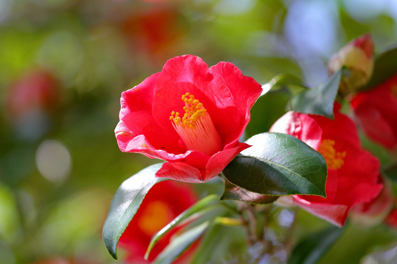 Hoa trà (Camellia)