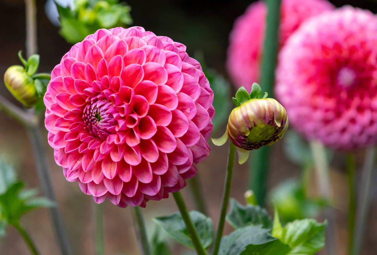 Hoa thược dược (Dahlia)