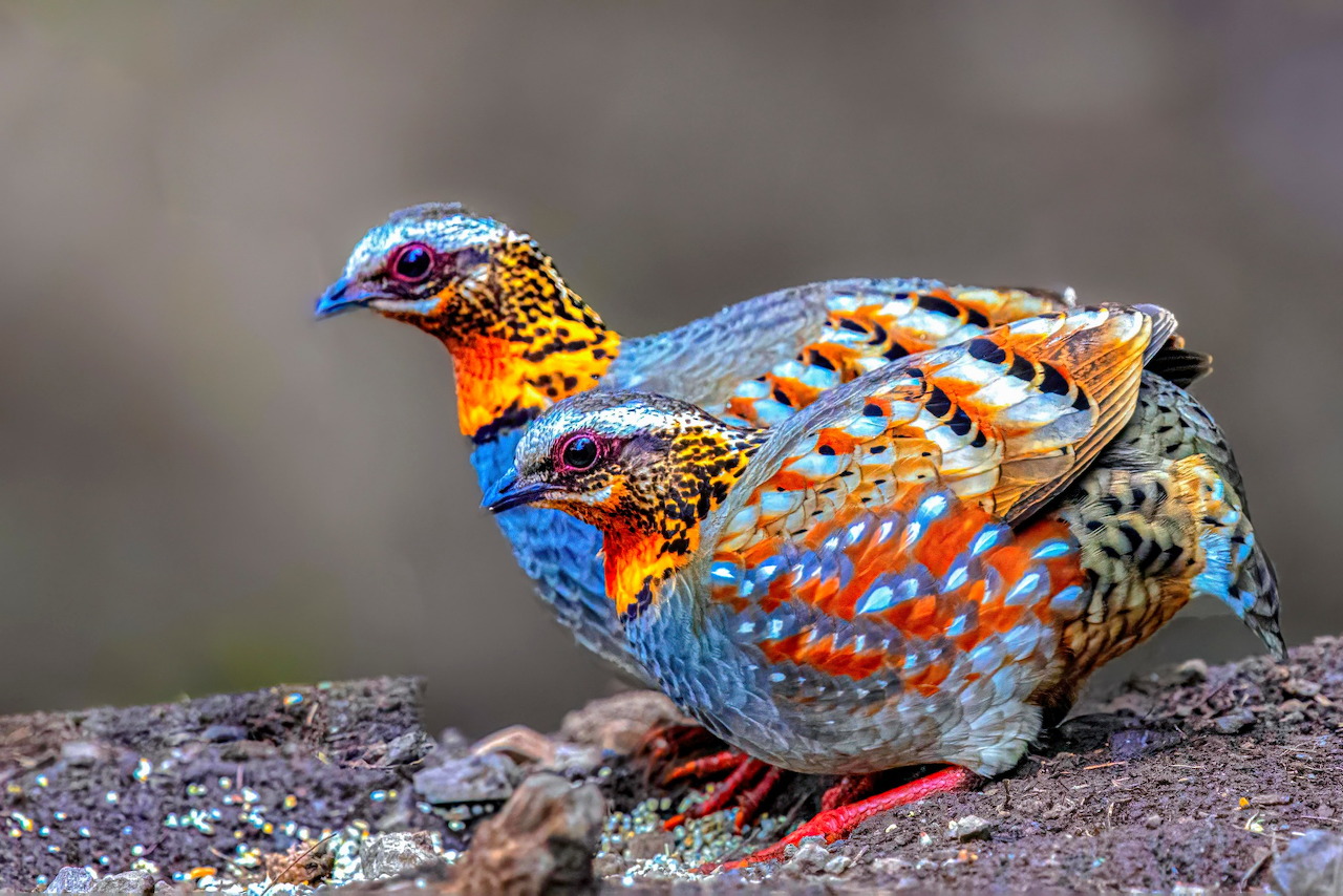 Ghép hình Gà gô cổ hung