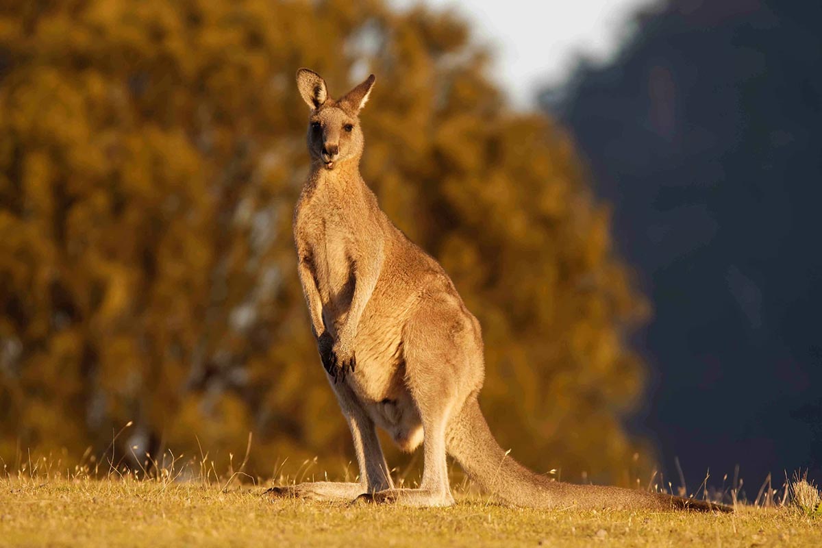 Chuột túi xám phương Đông (Eastern Grey Kangaroo marsupial)