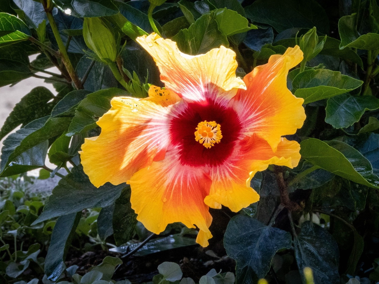 Hoa mỏng manh (Fragile flower)