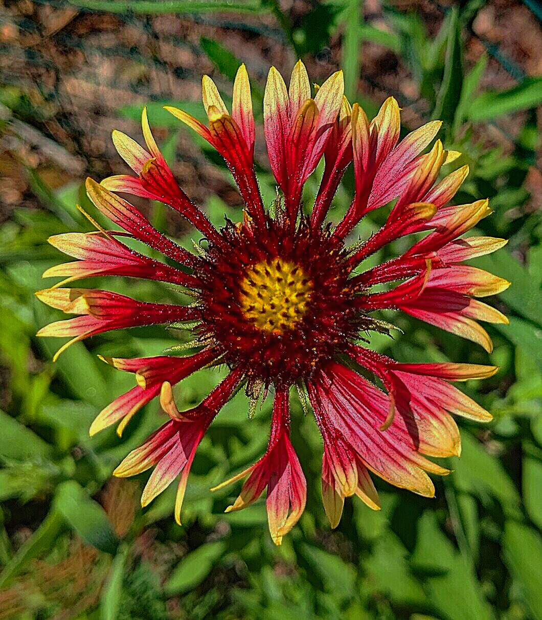 Gaillardia grandiflora