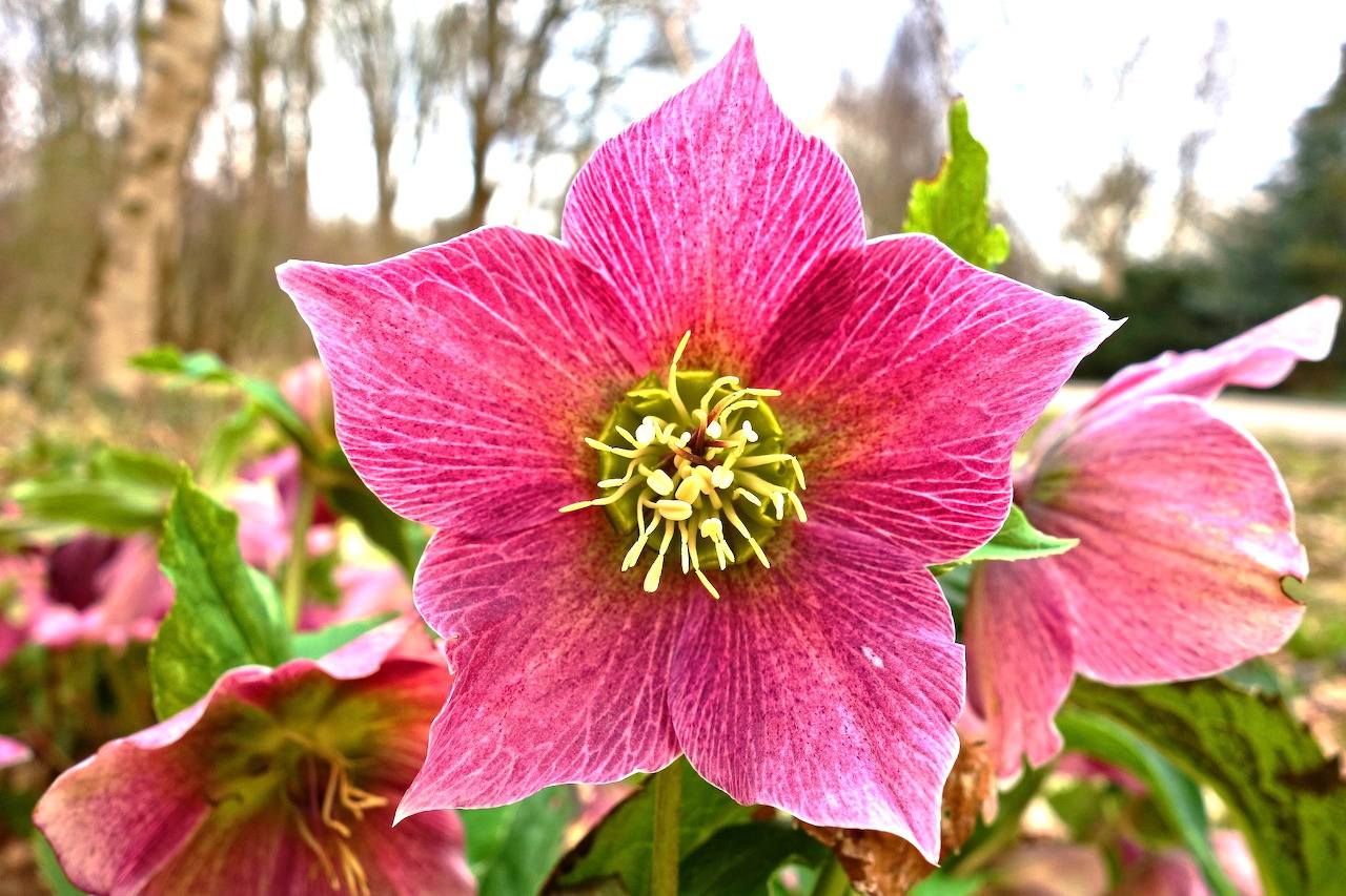 Hellebore flowers