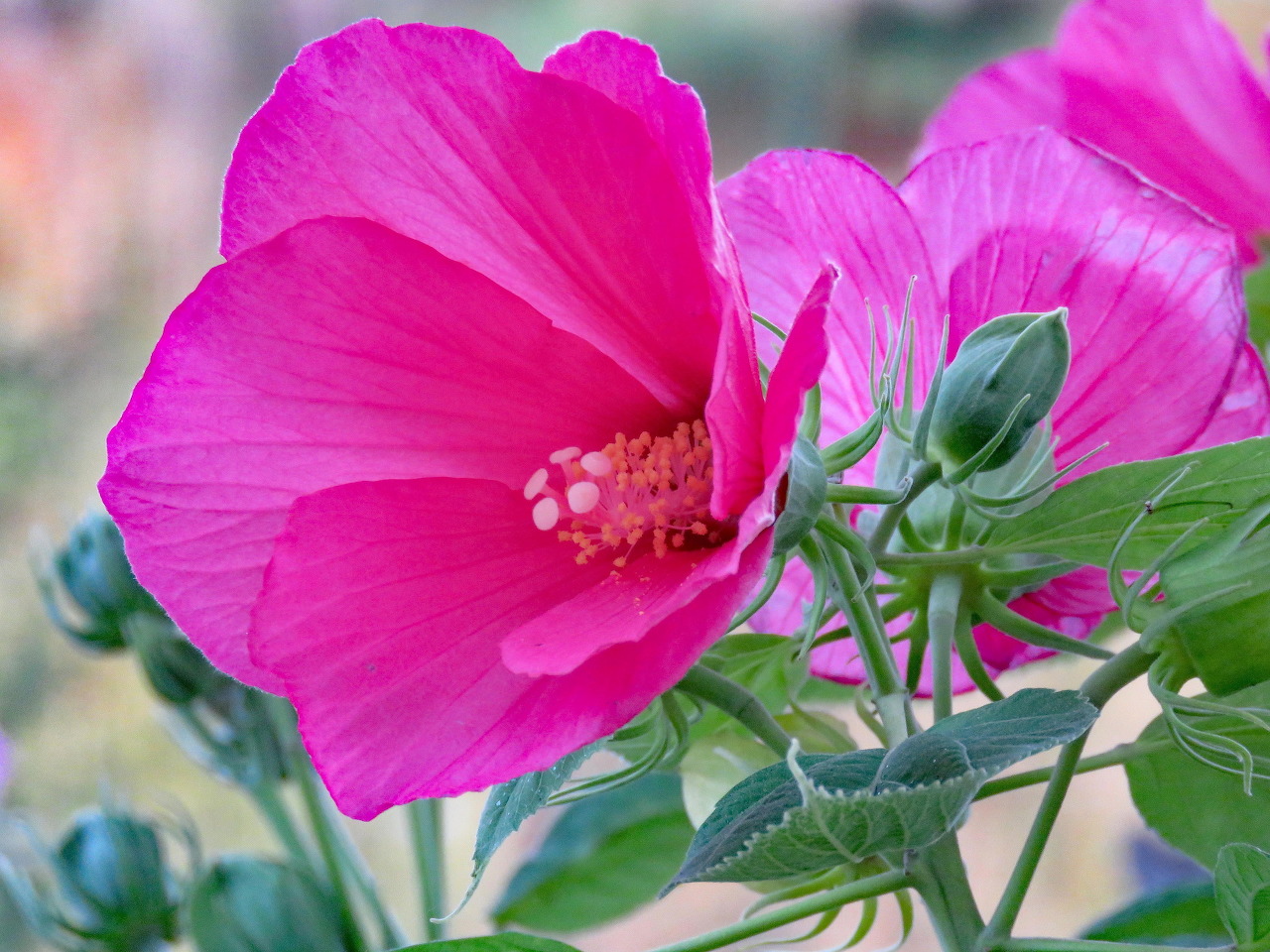 Hoa dâm bụt màu hồng (Pink Hibiscus flowers)