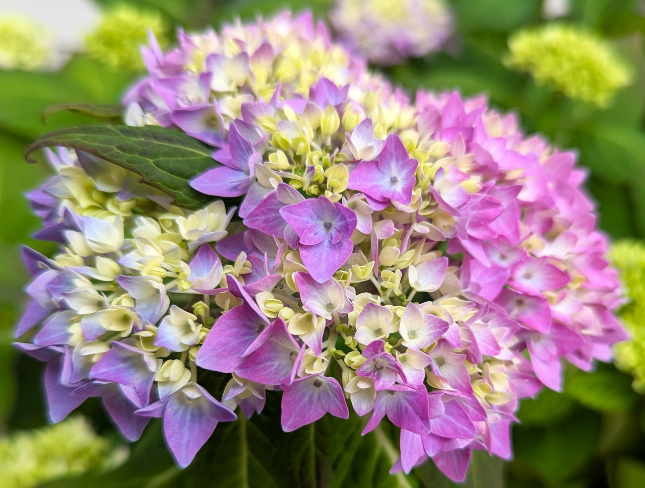 Hoa cẩm tú cầu, màu tím và hồng (Hortensie lila und rosa)