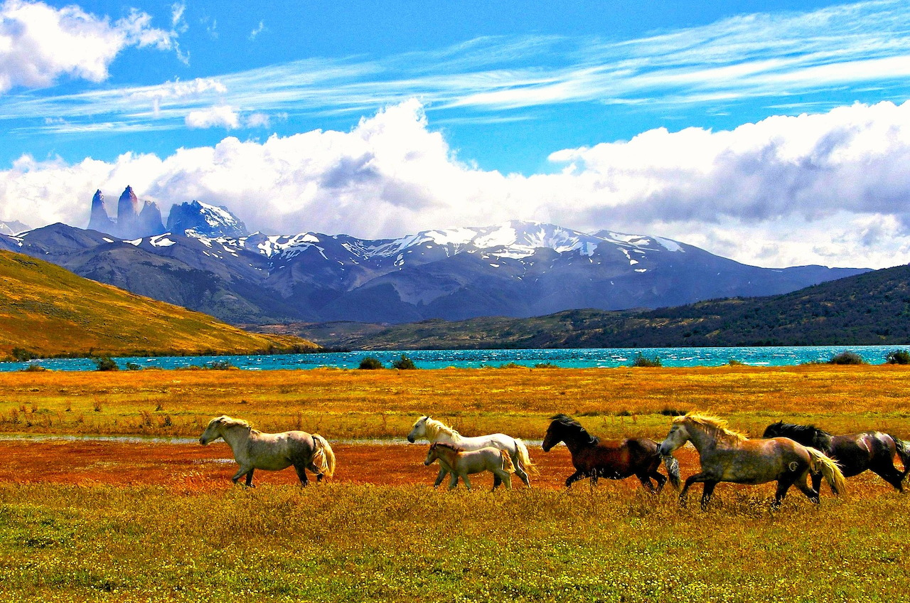 Ghép hình phong cảnh tuyệt đẹp với những chú ngựa