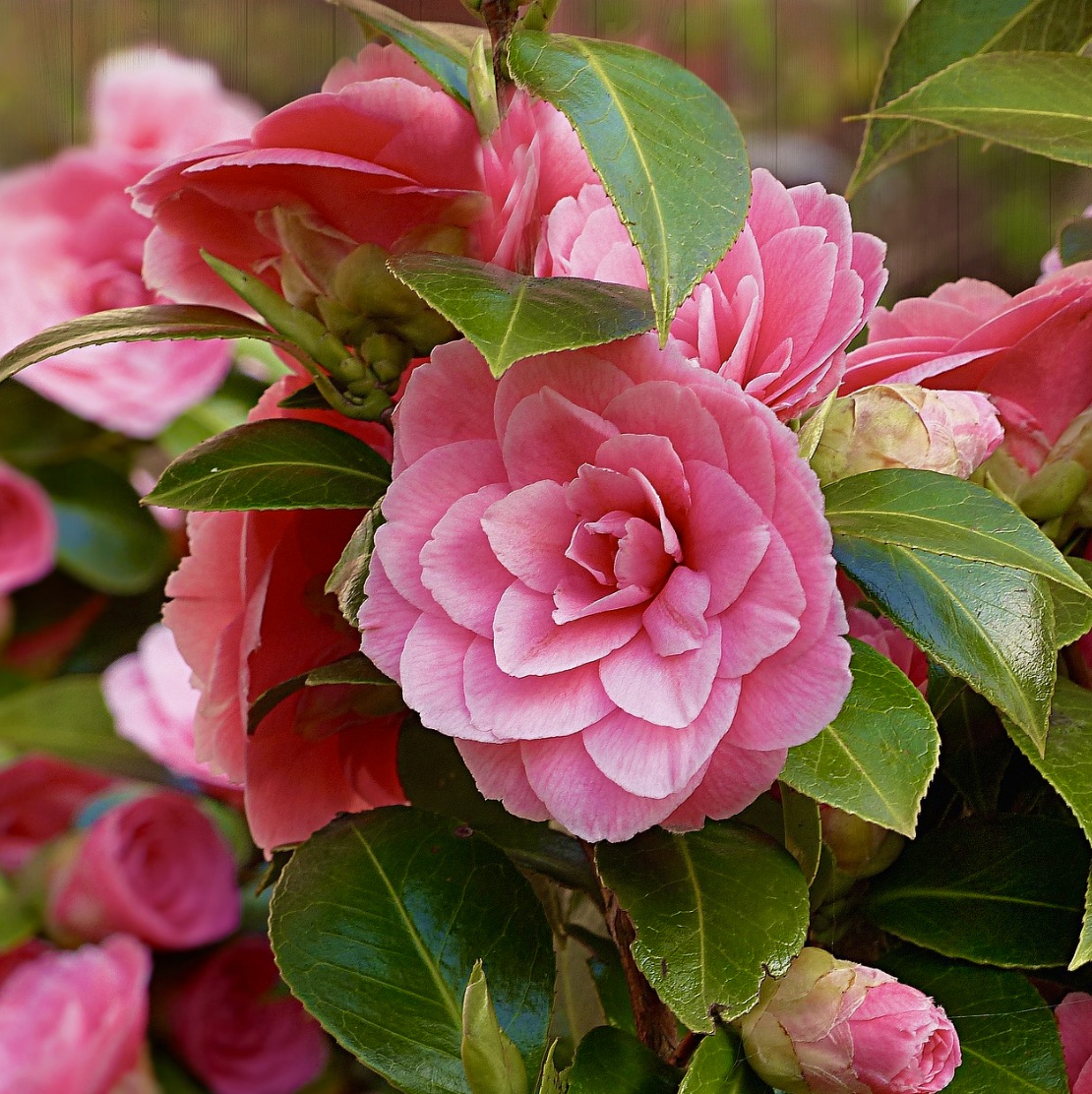 Ghép hình hoa Hồng Trà (Pink Camellias)