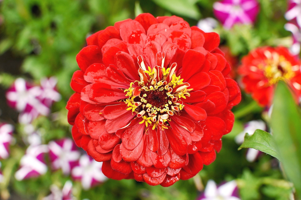 Ghép hình hoa đỏ (Red flower)