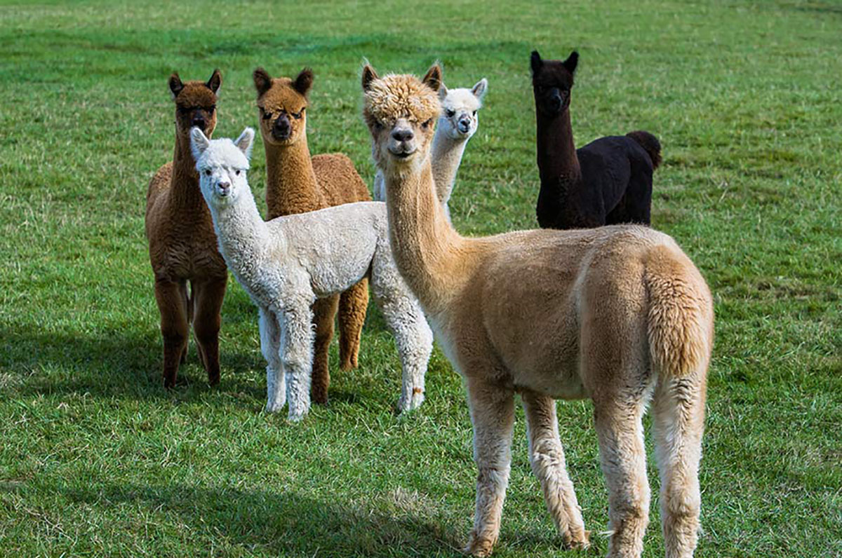 Lạc đà không bướu (alpaca)