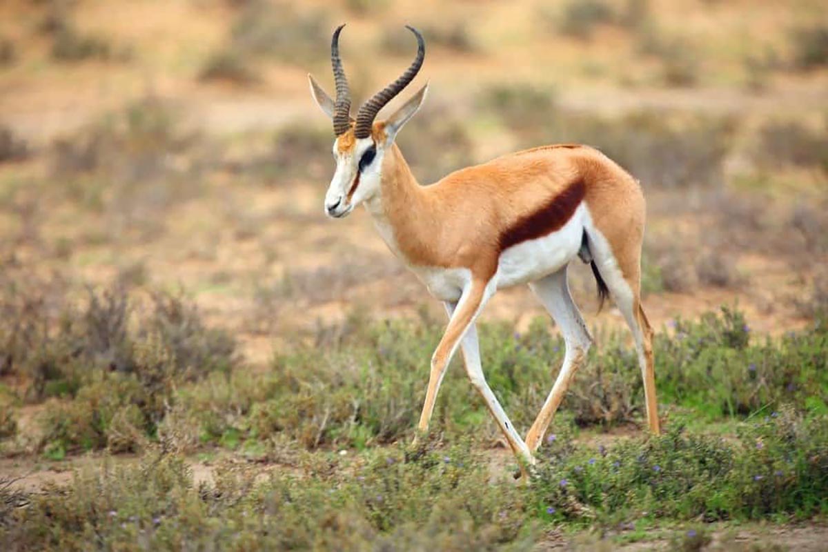 Ghép hình con linh dương (Antelope)
