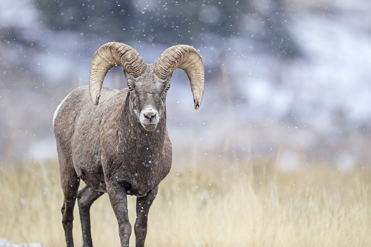 Ghép hình con argali