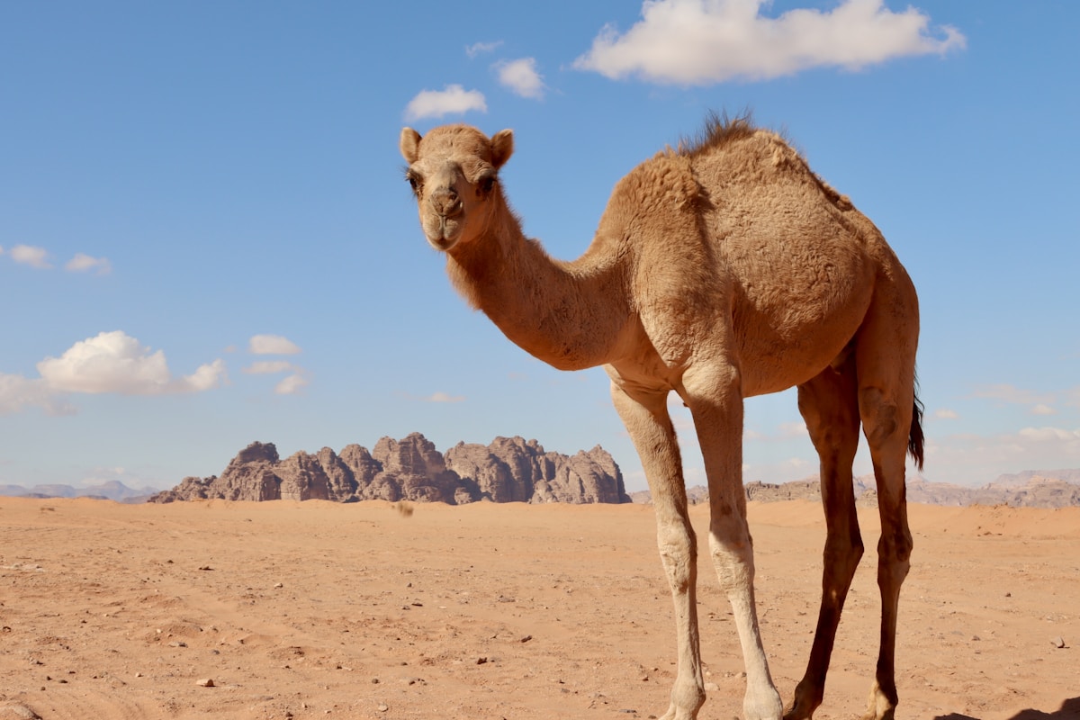 Ghép hình con lạc đà