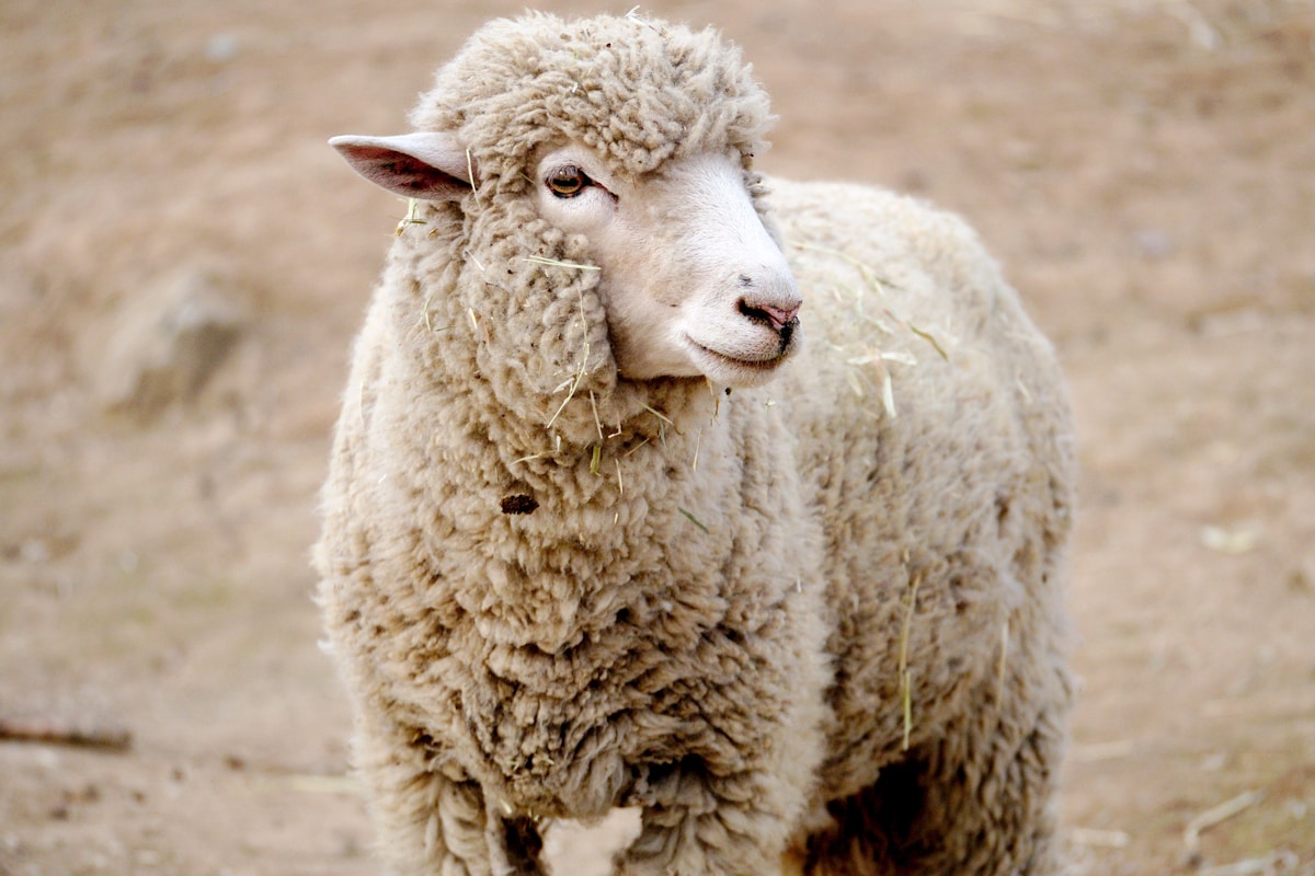 Ghép hình con cừu