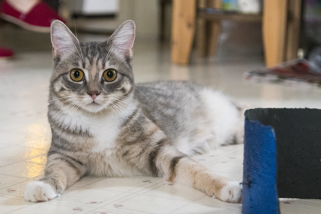 Ghép hình con mèo