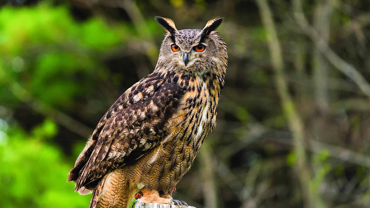 Cond đại bàng cú (eagle owl)