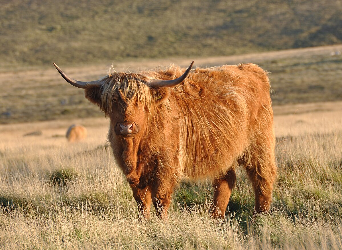 Ghép hình con bò vùng cao (highland cow)
