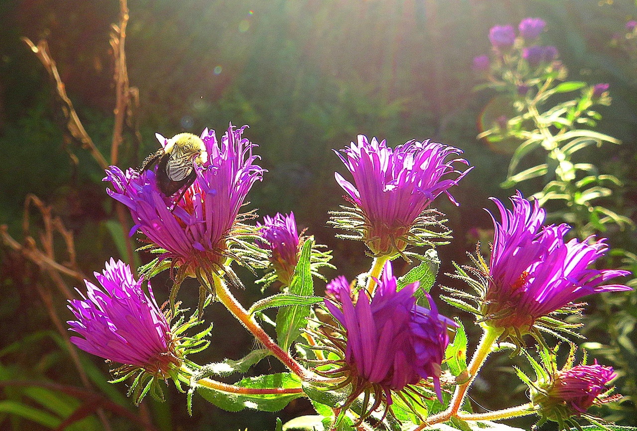 Hoa cúc tím ong nghệ ánh sáng buổi sáng