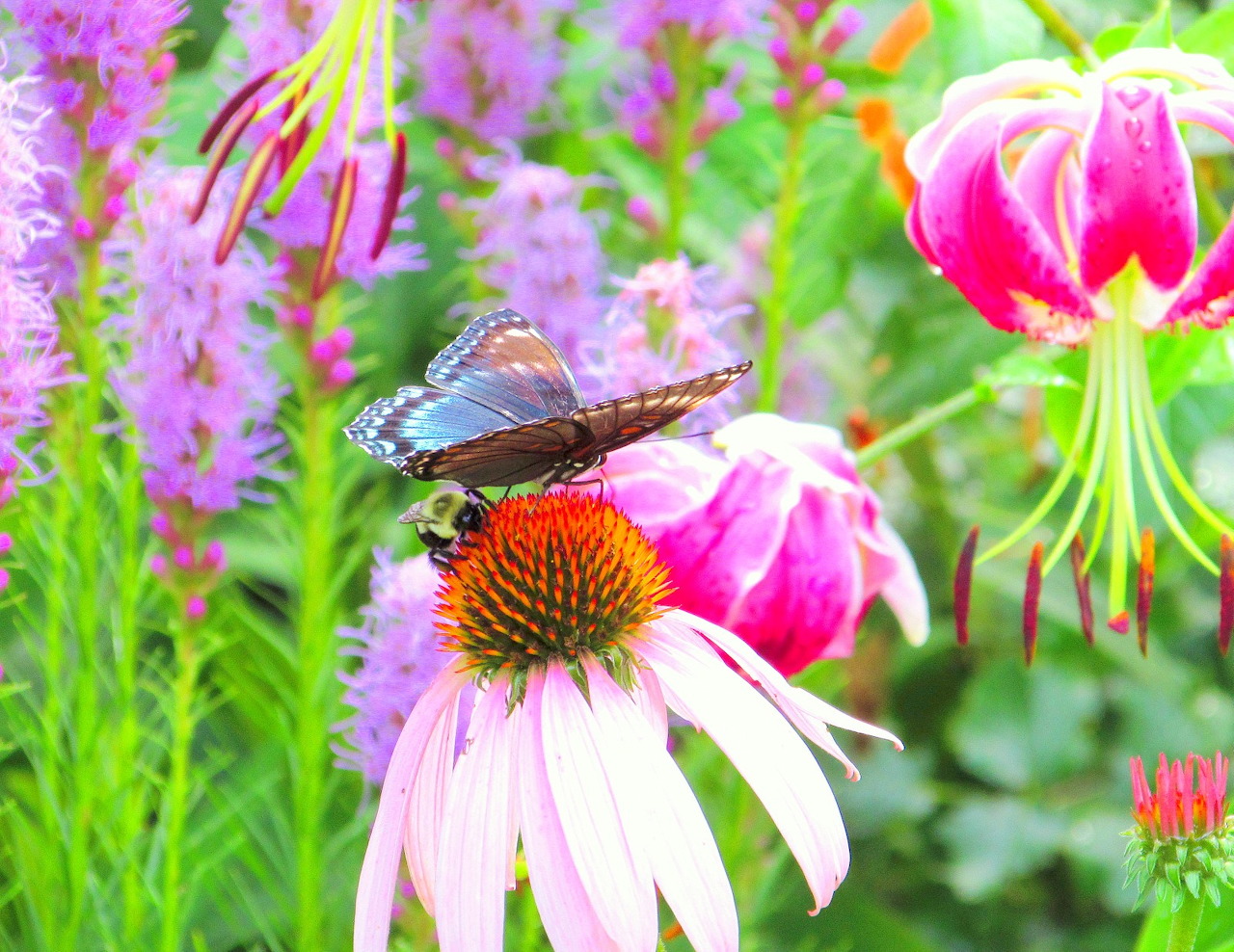 Hoa ong bướm đốm đỏ tím