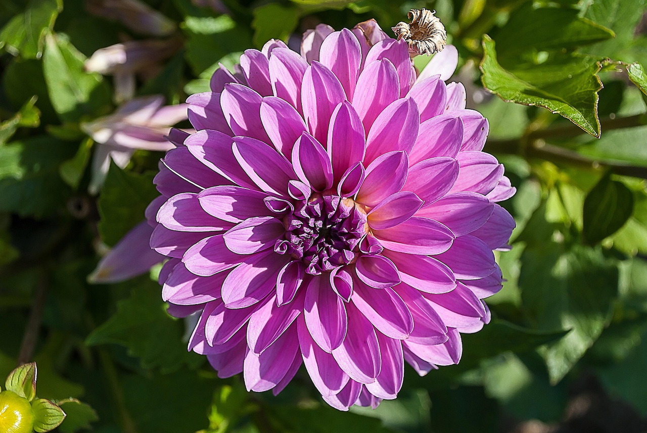 Ghép hình hoa thược dược (dahlia)