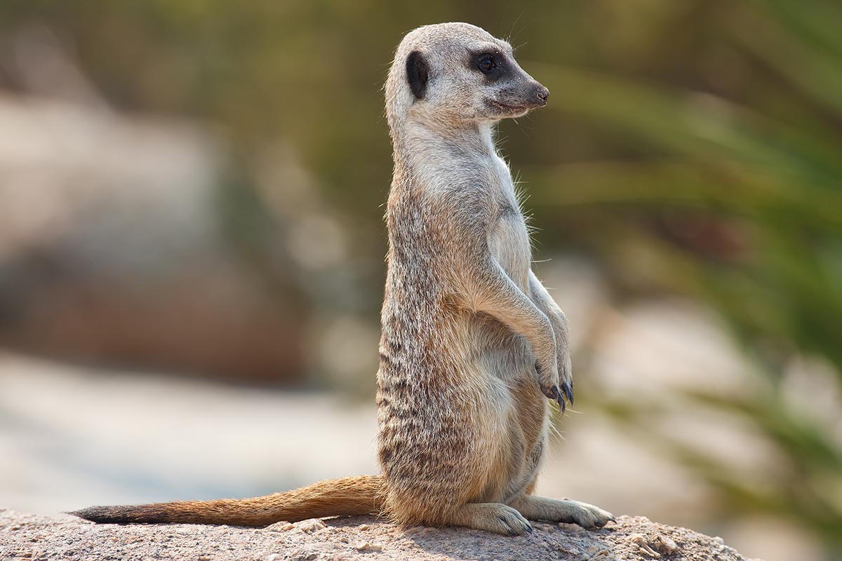 Ghép hình con cầy (meerkat)
