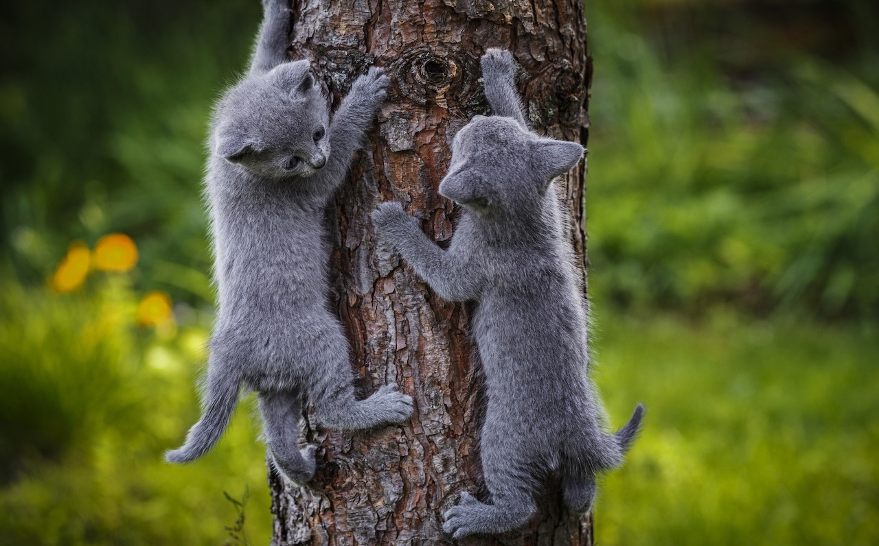 Ghép hình hai chú mèo con leo cây