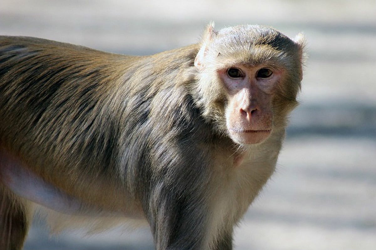 Ghép hình con khỉ (monkey)