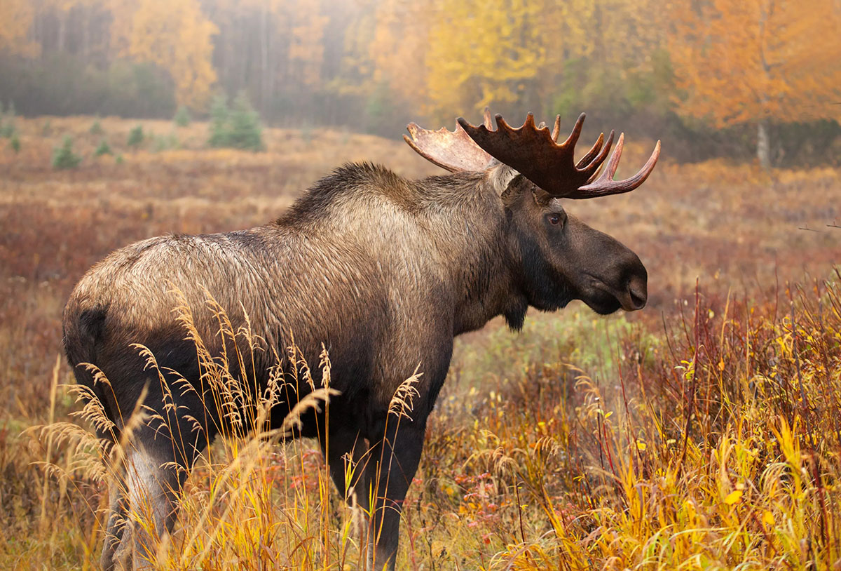 Con nai sừng tấm (moose)
