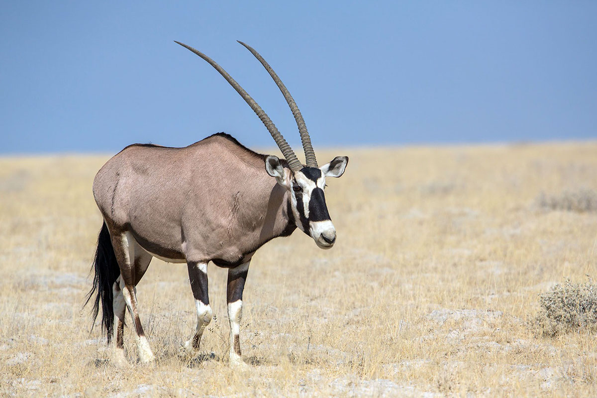 Ghép hình con dê rừng (oryx)