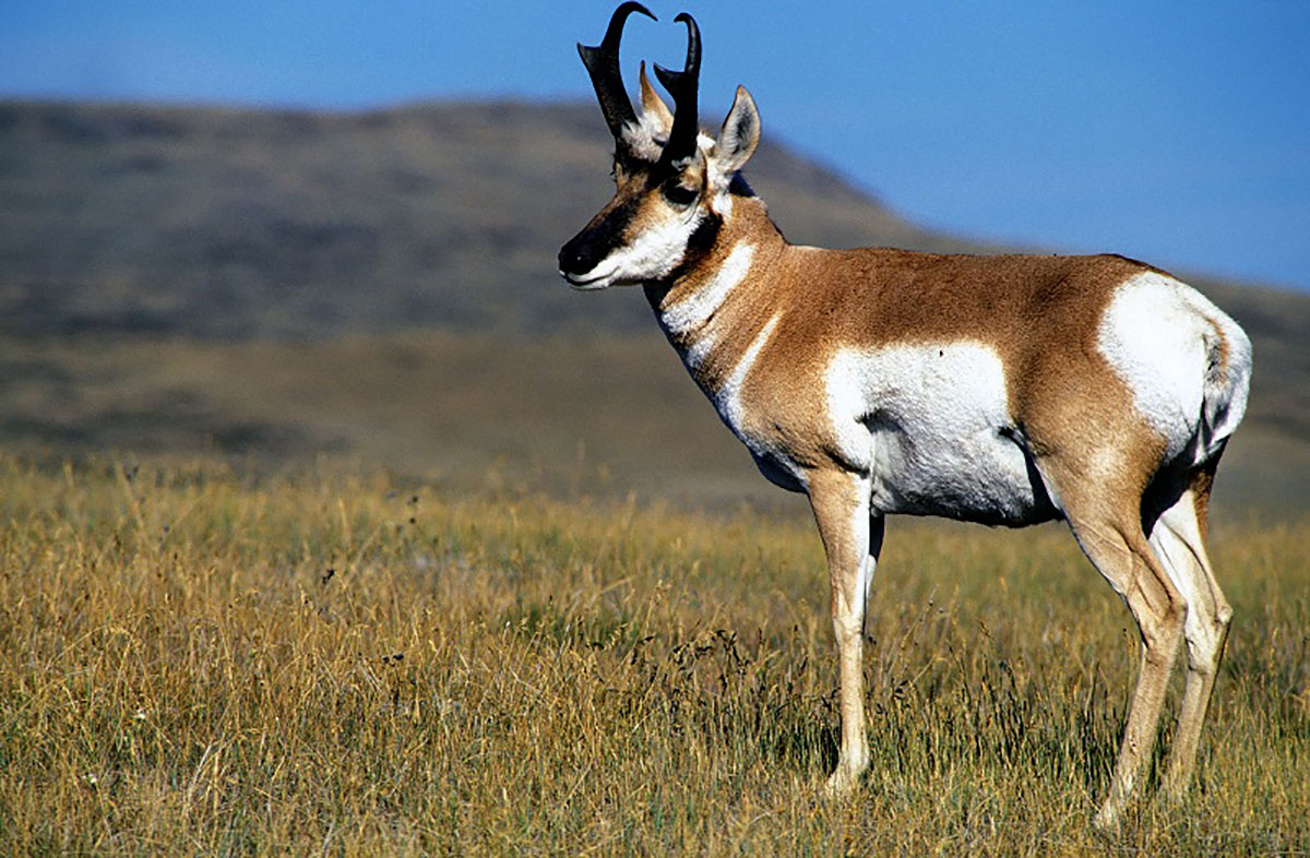 Linh dương sừng nhánh (pronghorn)