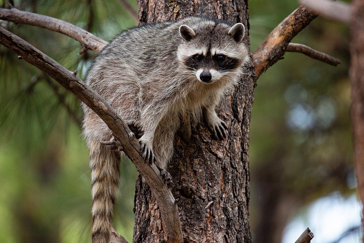 Ghép hình con gấu mèo (raccoon)