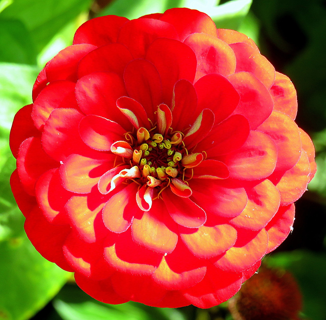 Hoa cục Zinnia đỏ cam (red orange zinnia flower)