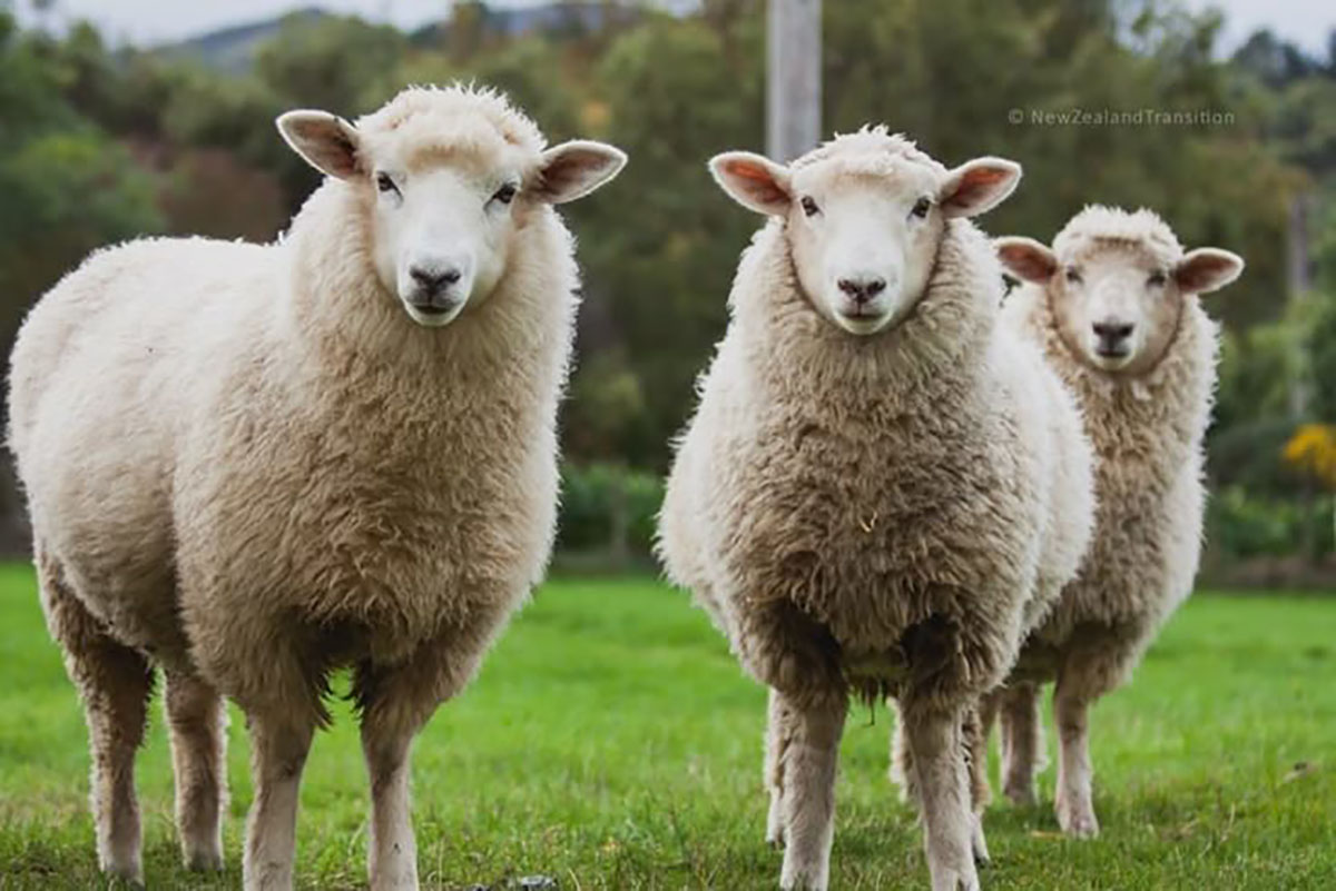 Ghép hình con cừu (sheep)