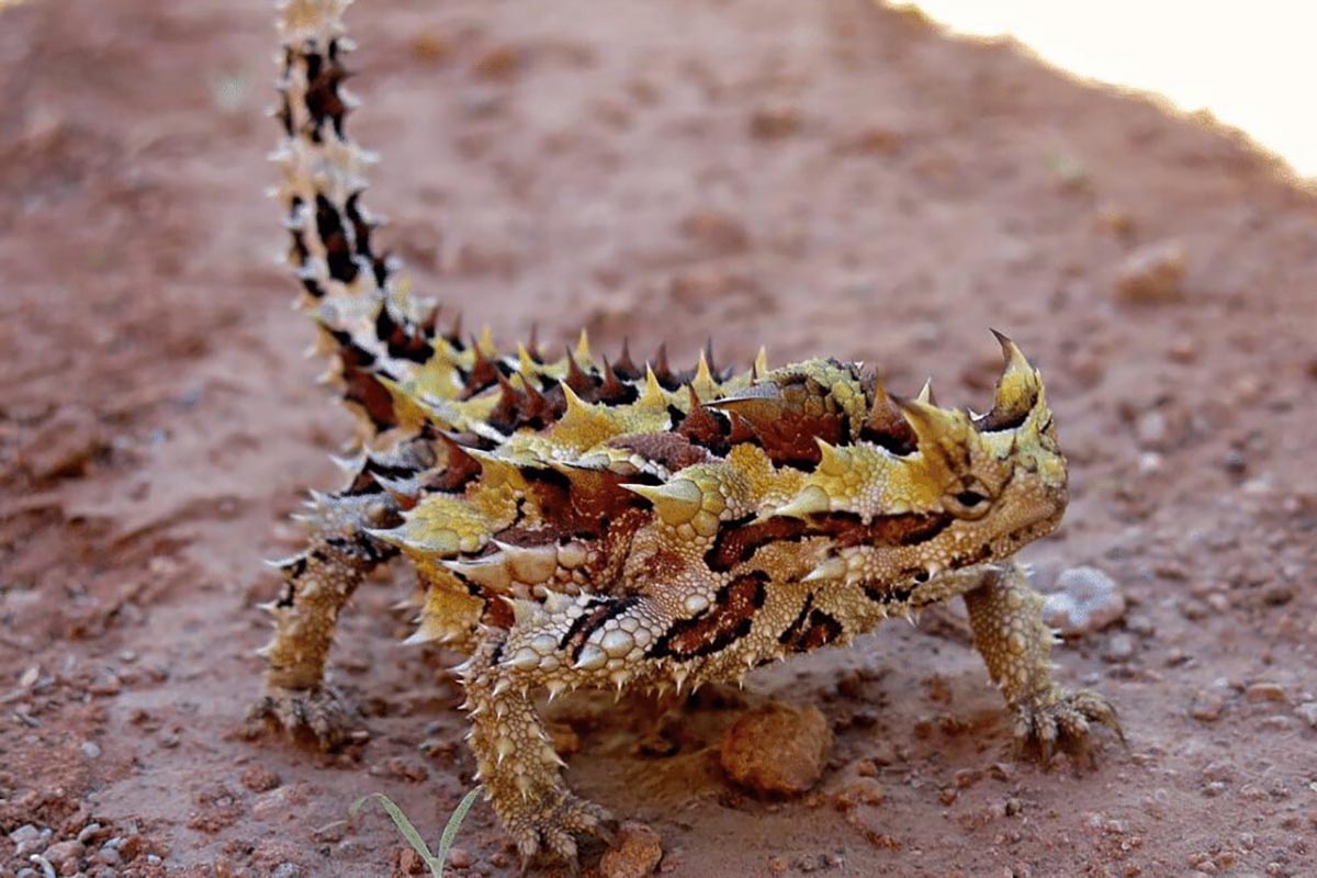 Thằn lằn quỷ gai (thorny devil)