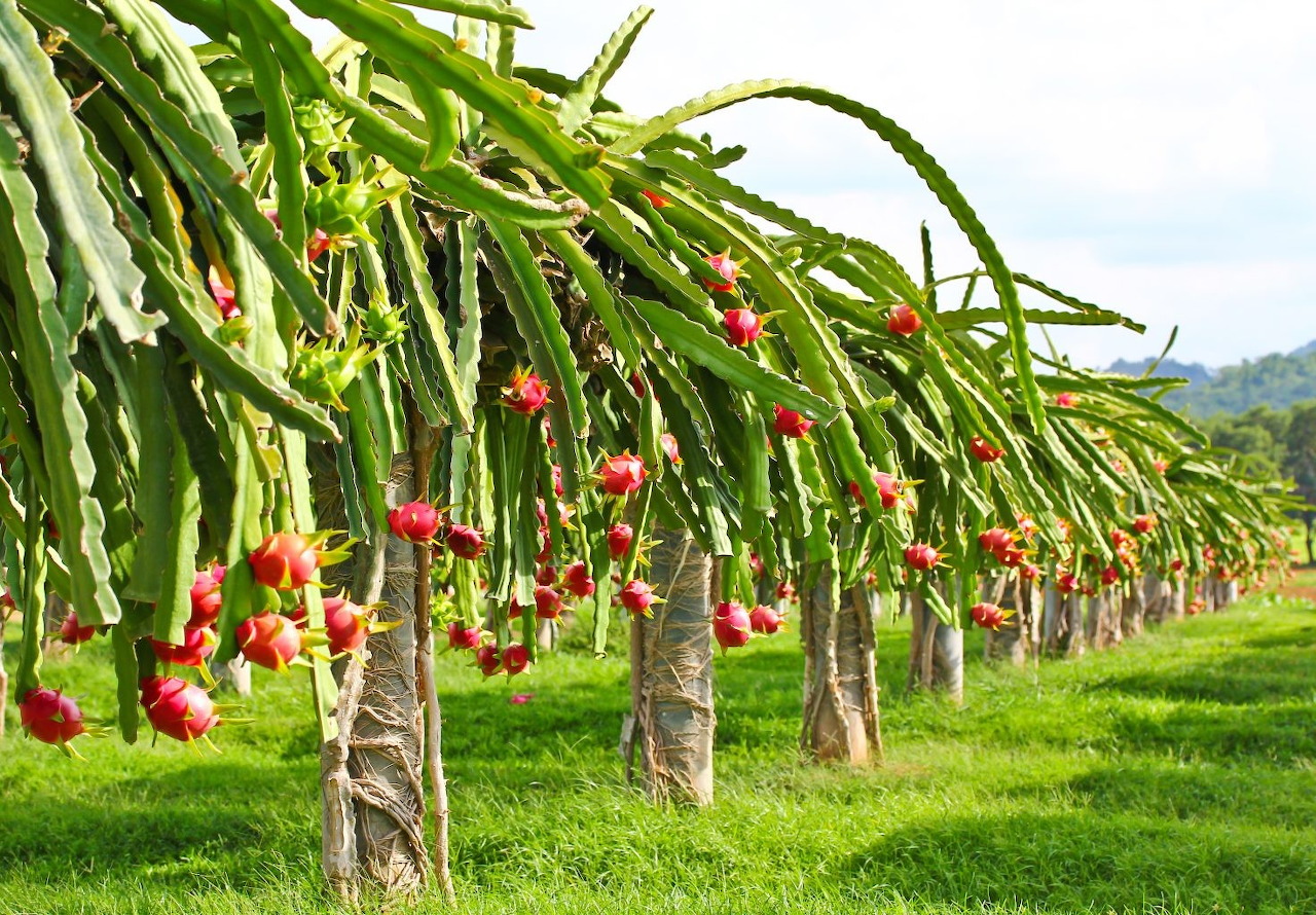 Dragonfruit plants
