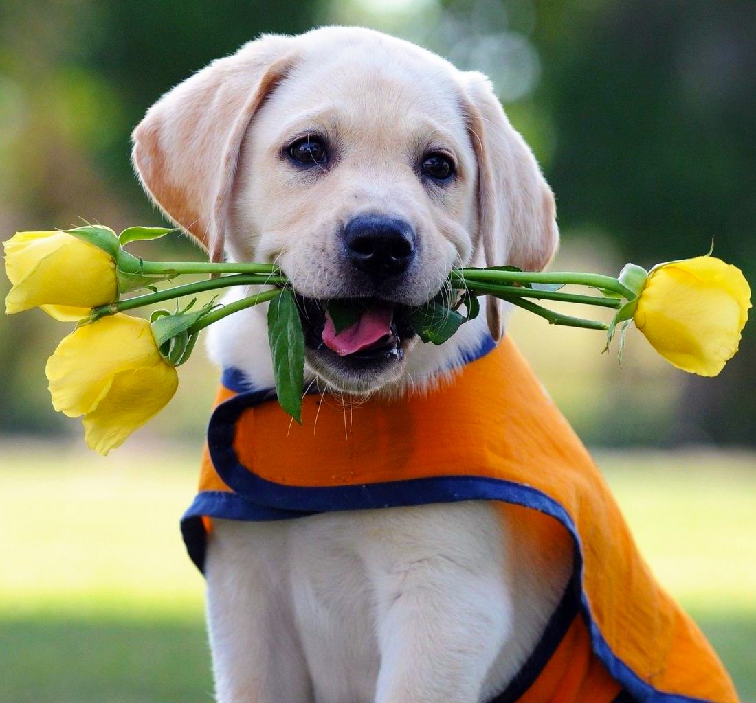 Chó con Labrador mắt nhìn dễ thương