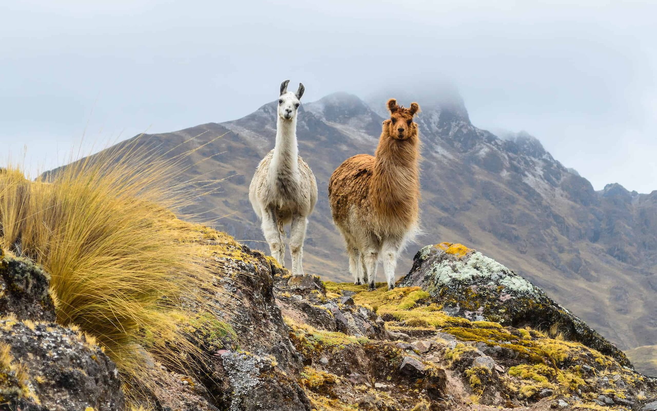 Llamas in Mountainous Habitat
