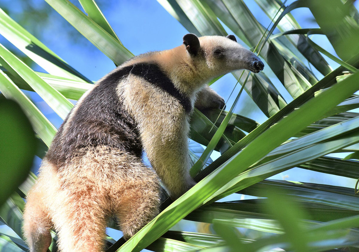 Northern Tamandua (Tamandua Mexicana) - iNaturalist