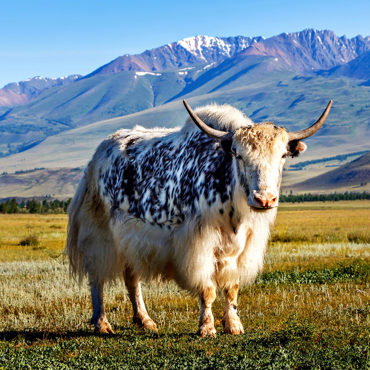 Bò Tây Tạng (Yak)