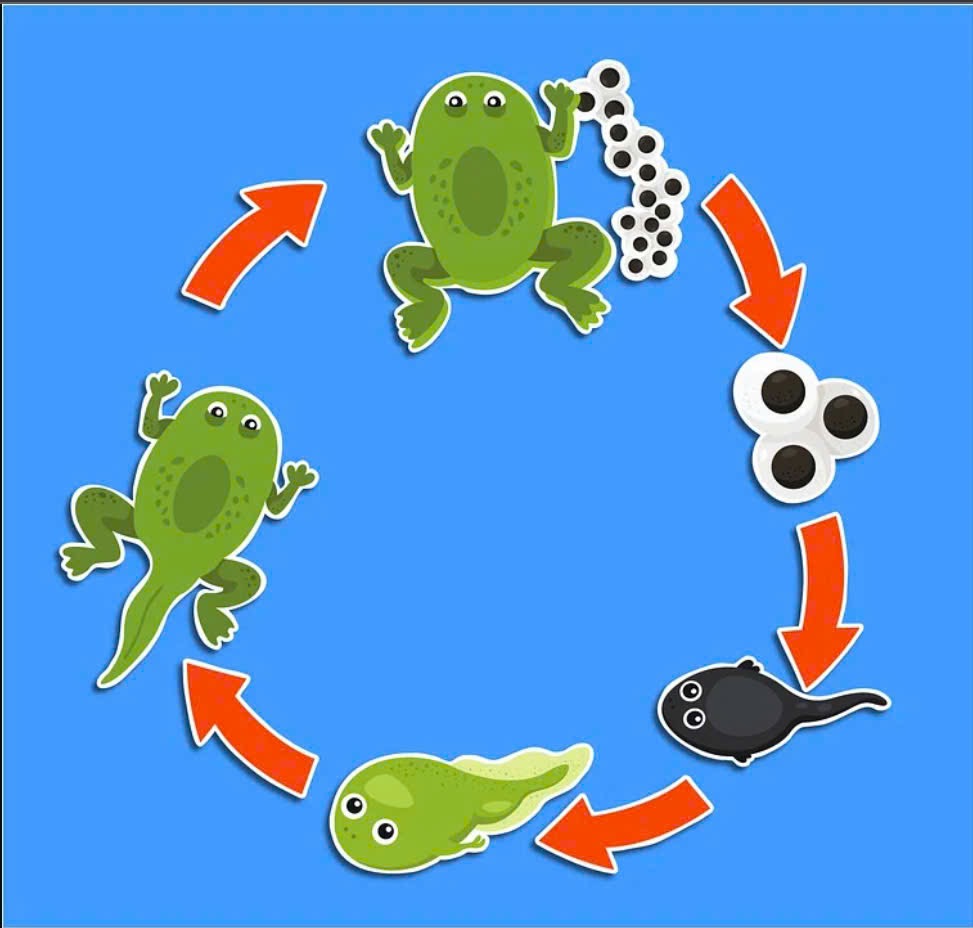Vòng đời của ếch