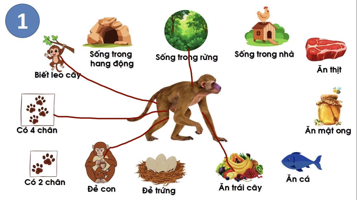 Đặc điểm của khỉ